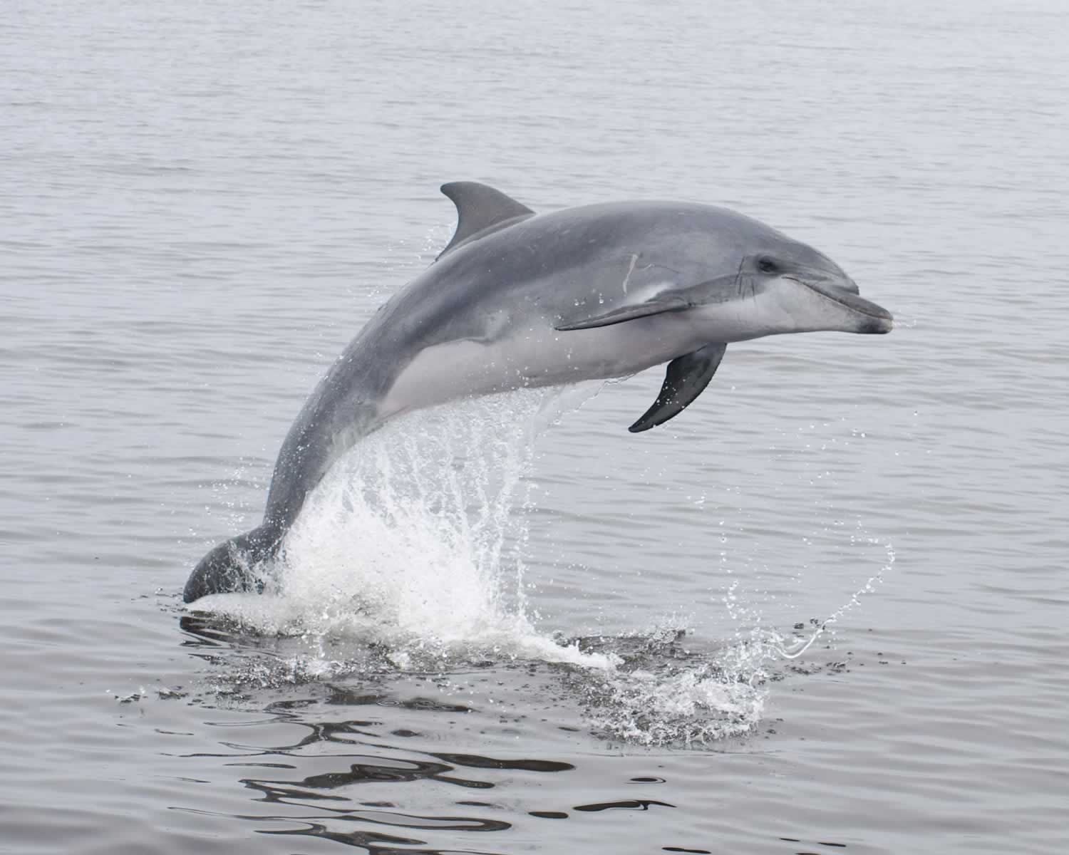 catamaran dolphin cruise