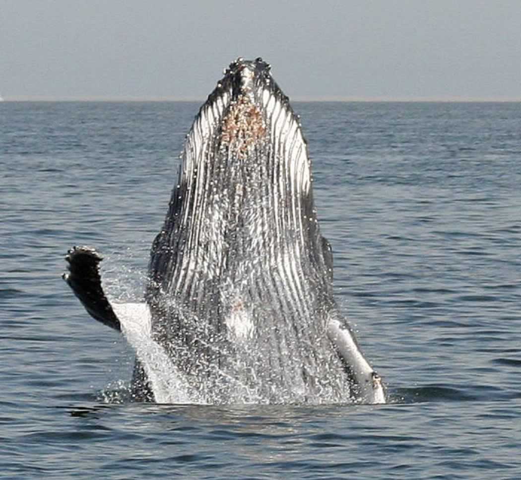 catamaran dolphin cruise