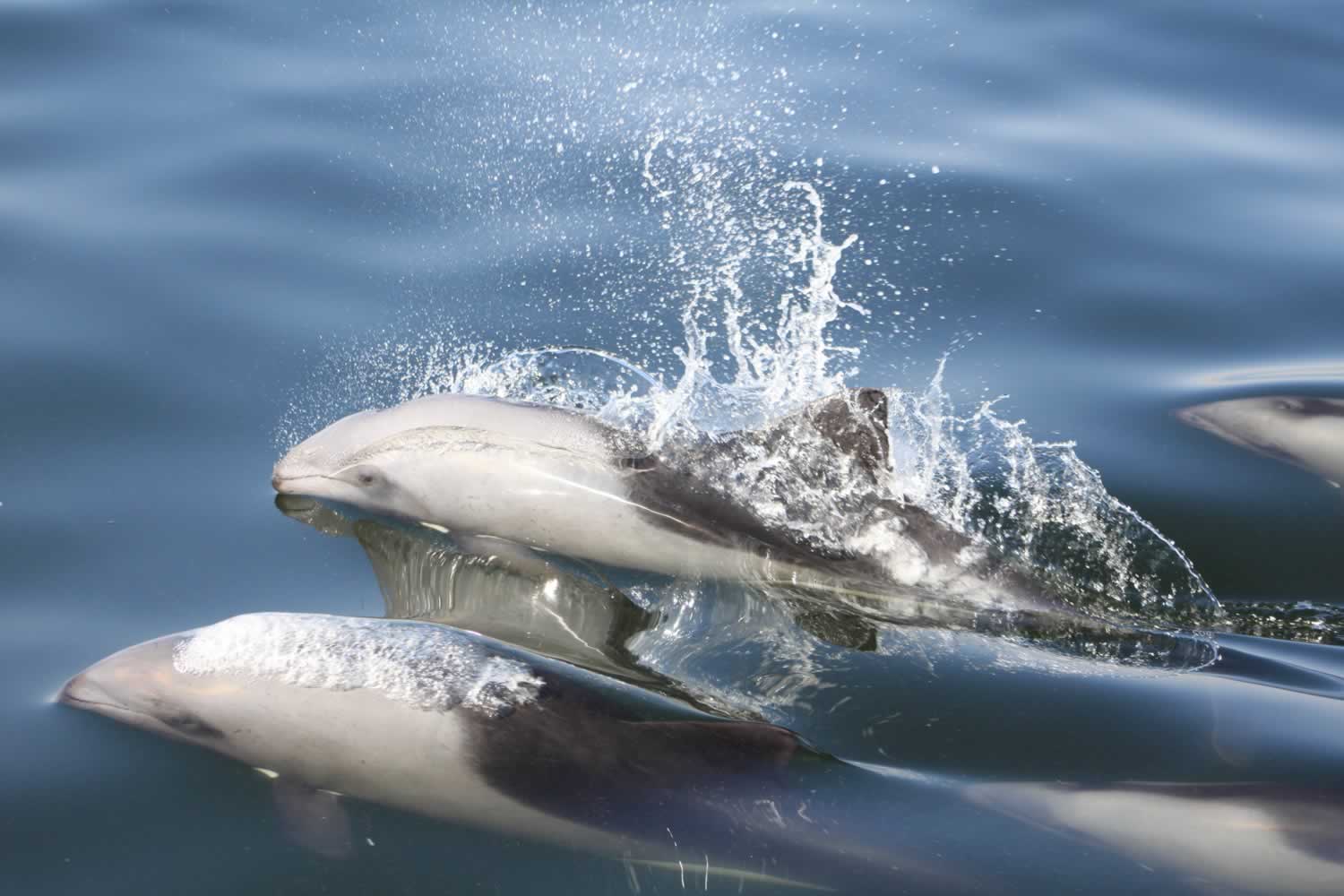 catamaran dolphin cruise